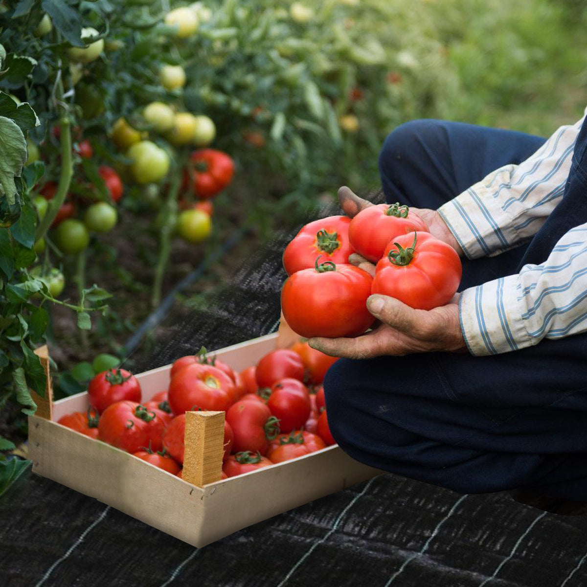 Unkrautvlies, extra stark, 100 g/m² – Das Unkrautvlies verhindert wirksam das Wachstum von Unkraut auf großen Flächen. Garten-Unkrautvlies mit wasserdurchlässigem Design, geeignet für Gärten, Hochbeete und Wege