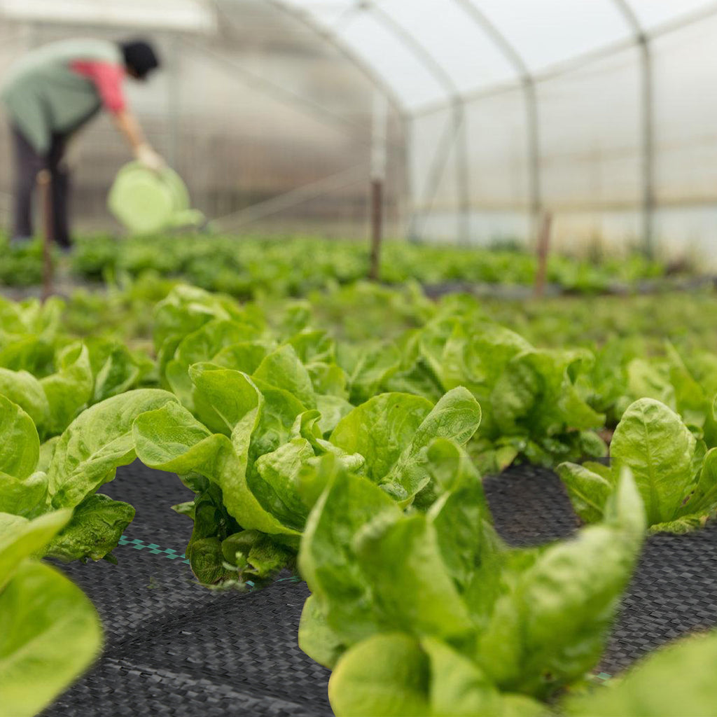 Unkrautvlies, extra stark, 100 g/m² – Das Unkrautvlies verhindert wirksam das Wachstum von Unkraut auf großen Flächen. Garten-Unkrautvlies mit wasserdurchlässigem Design, geeignet für Gärten, Hochbeete und Wege
