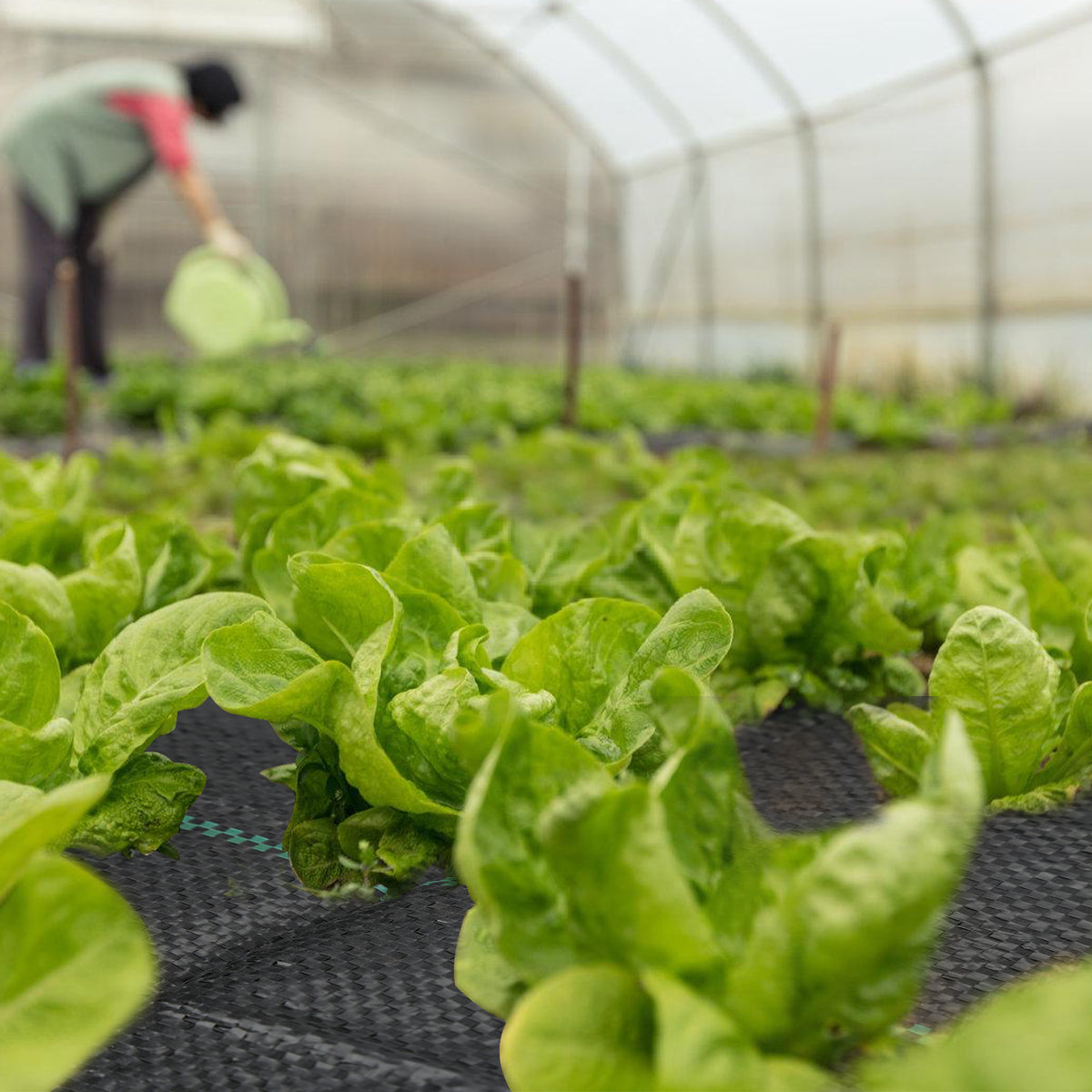 Unkrautvlies, extra stark, 100 g/m² – Das Unkrautvlies verhindert wirksam das Wachstum von Unkraut auf großen Flächen. Garten-Unkrautvlies mit wasserdurchlässigem Design, geeignet für Gärten, Hochbeete und Wege